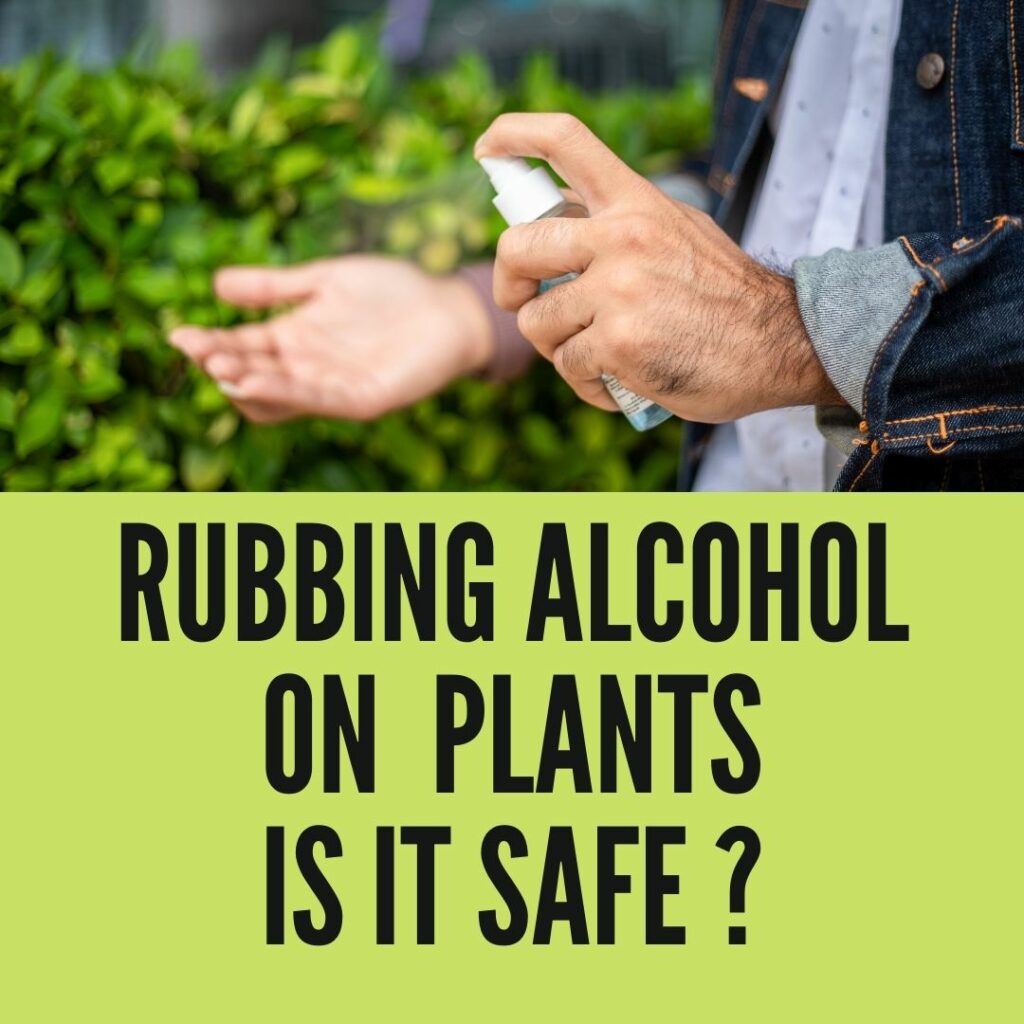 Can I spray rubbing alcohol on my plants