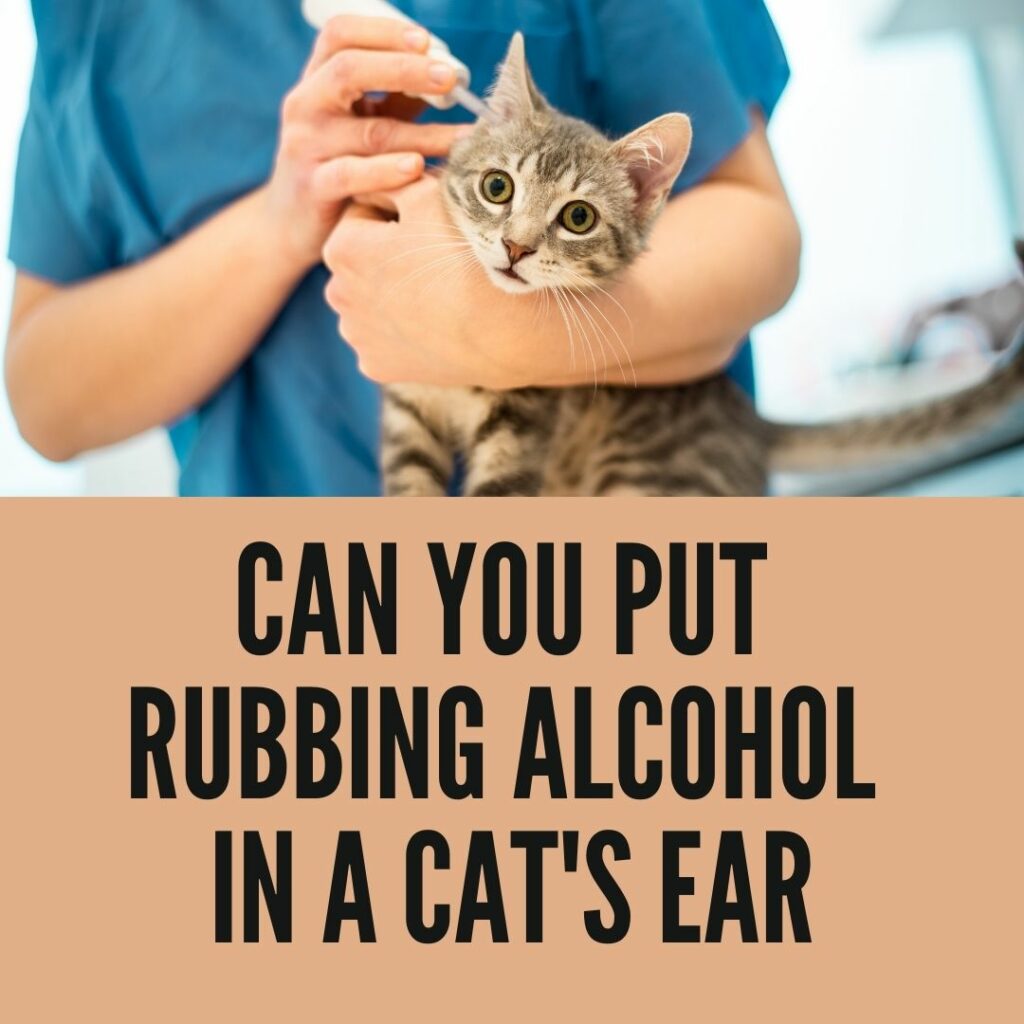Can you put rubbing alcohol in a cat's ear