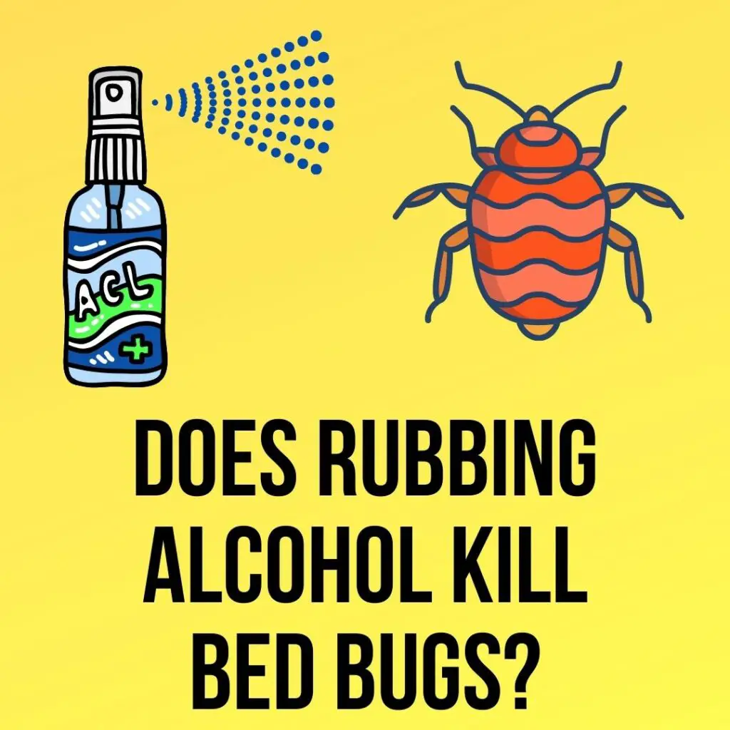Does Rubbing Alcohol Kill Bed Bugs