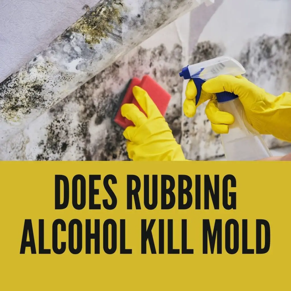 Does Rubbing Alcohol Kill Mold