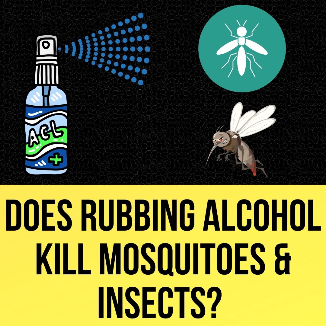Does Rubbing Alcohol Kill Mosquitoes And Insects?
