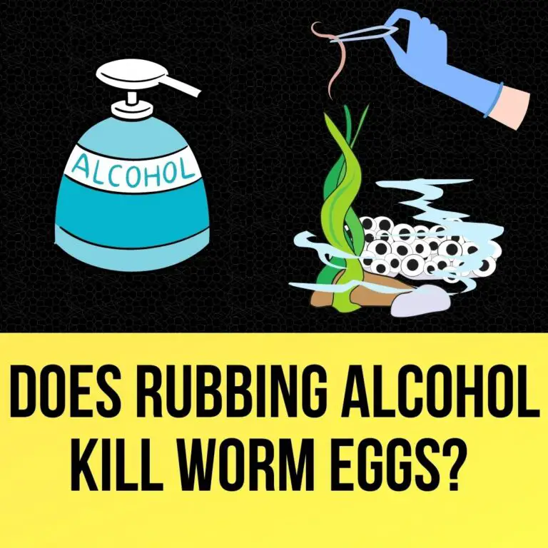 Does Rubbing Alcohol Kill Worm Eggs