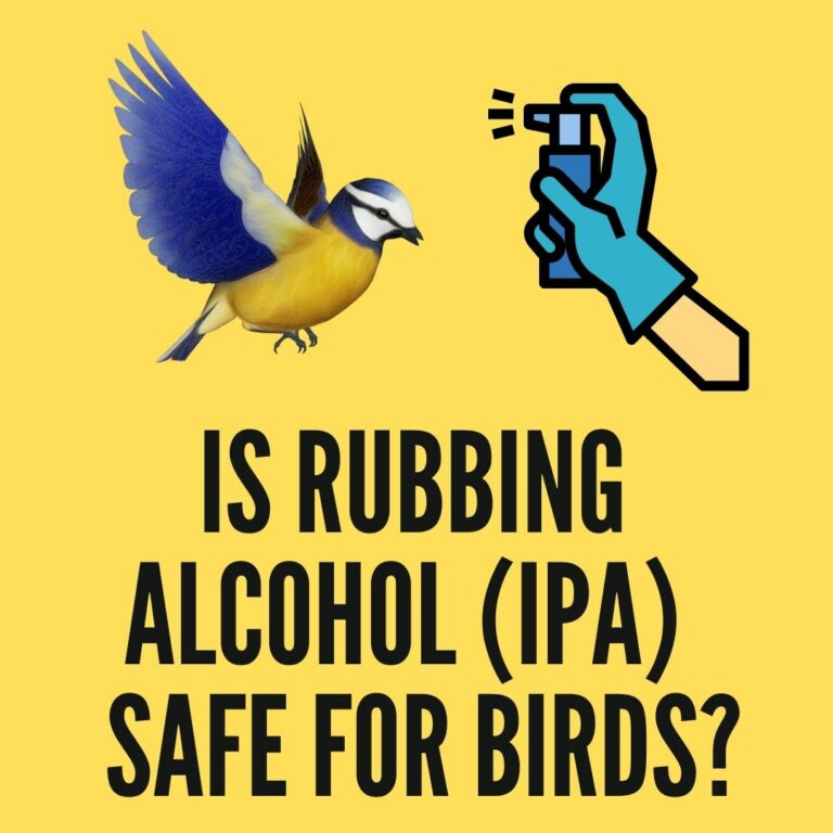 Is Rubbing Alcohol bad for Birds? IPA for Cleaning Birdcage