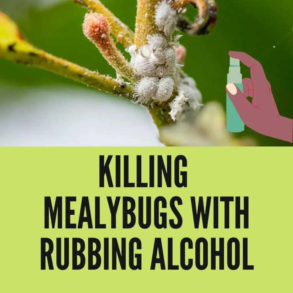 Killing Mealybugs With Rubbing Alcohol