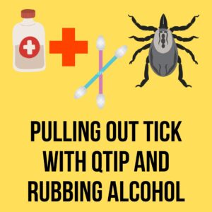 Pull Out Tick With Qtip And Rubbing Alcohol
