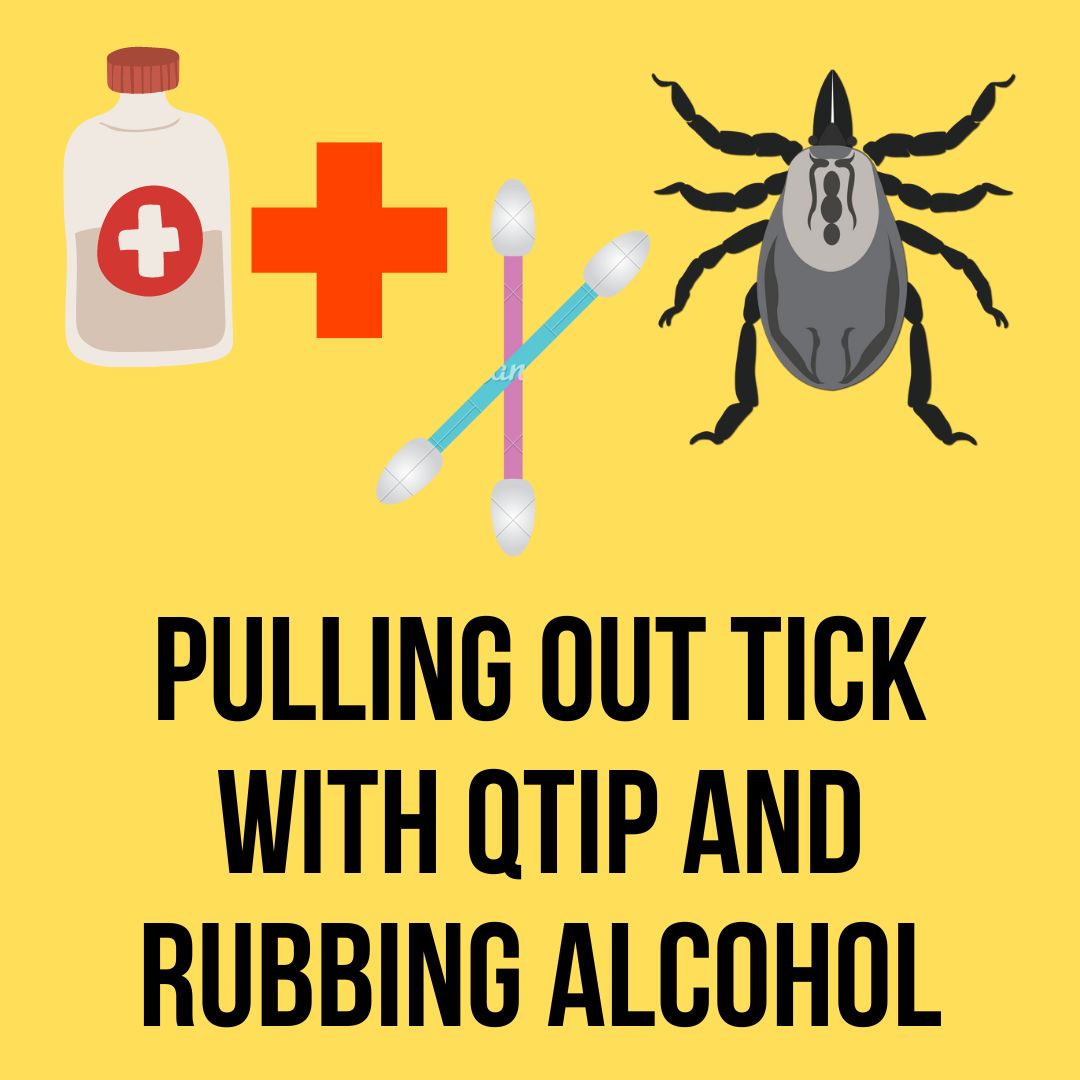 Pull Out Tick With Qtip And Rubbing Alcohol