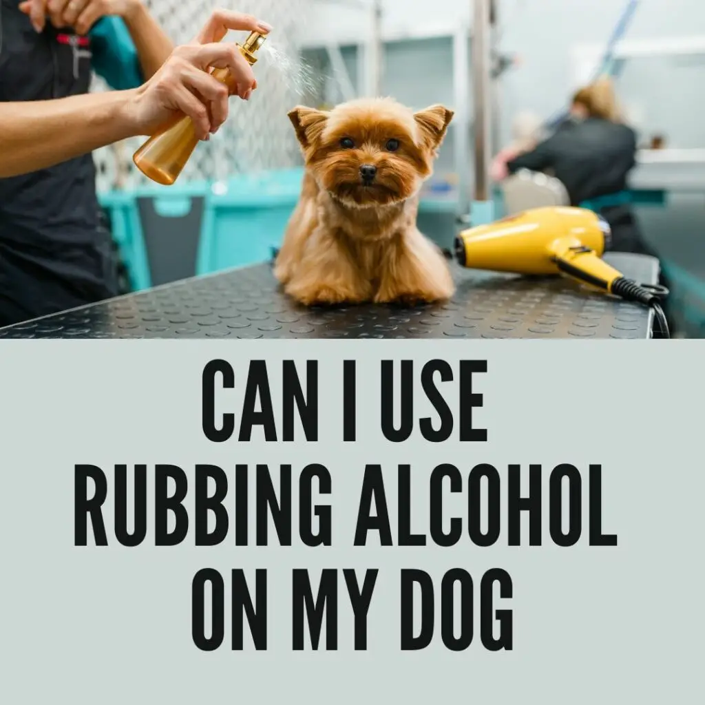 can i use rubbing alcohol on my dog