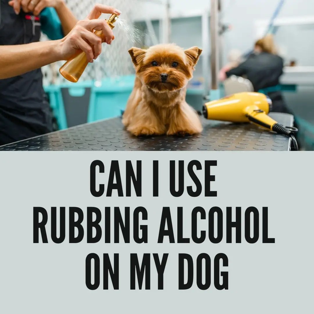 Can I Use Rubbing Alcohol on my Dog?