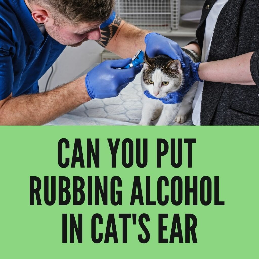 Can you put Rubbing Alcohol in Your Cat's or Dog's Ears?