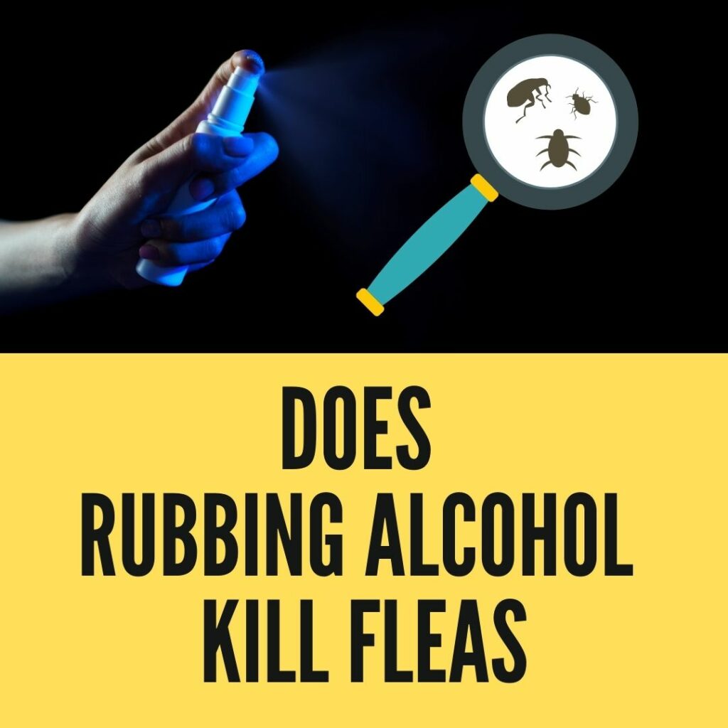 Does Rubbing Alcohol Kill Fleas?