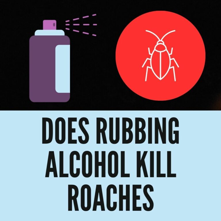 Does Rubbing Alcohol Kill Roaches/Cockroaches?) 2022 Facts