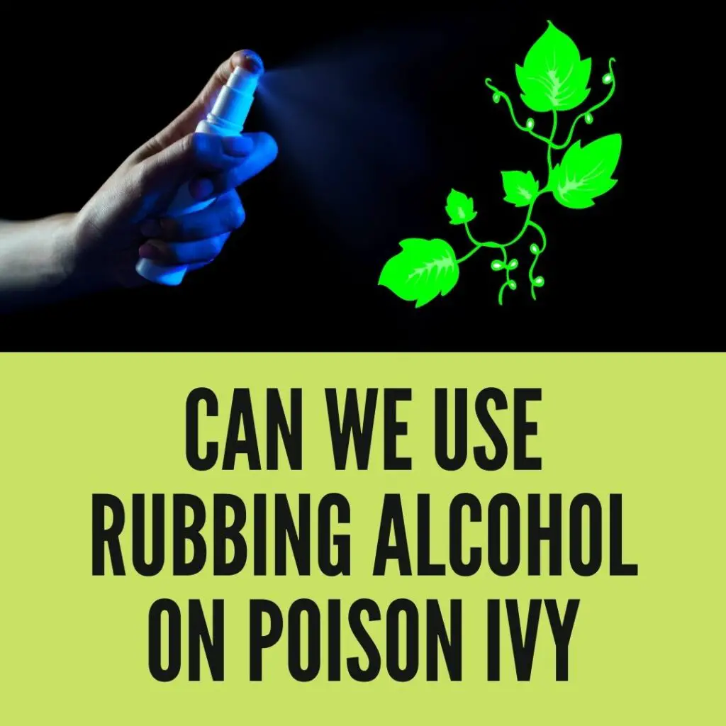 Does Rubbing Alcohol Kill Poison Ivy