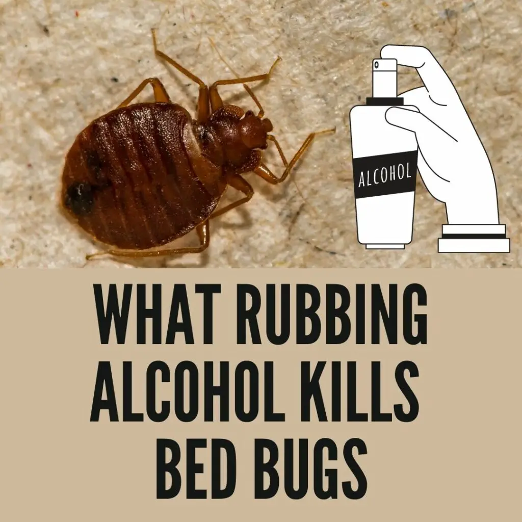 what rubbing alcohol kills bed bugs